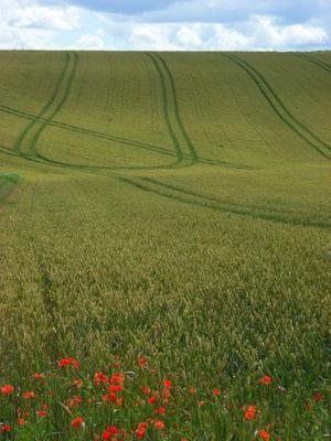 wheat and poppies